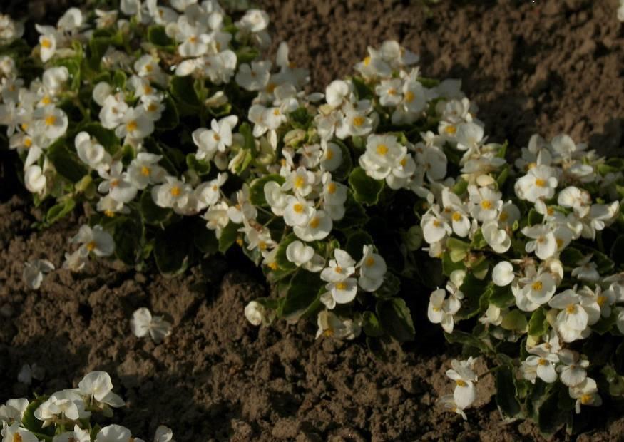 B. ‘Globe Blanc’